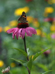 Falter im Blumenbeet