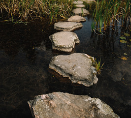 Water pond in green spring forest with stone patch. creek in forest. Good for wallpaper or background image.