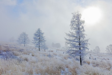 霧の霧ヶ峰　霧氷原