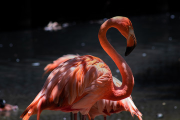 tropical red flamingo in its natural habitat