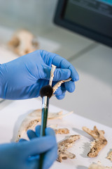 Closeup of rchaeologist working in natural research lab. Laboratory assistant cleaning animal bones. Close-up of hands in gloves and ancient skull. Archaeology, zoology, paleontology and science.