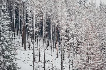 Snowy evergreen trees run diagonally thru frame isolated on mountain slope in Tatra mountains