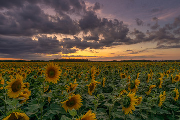 Sonnenblumen Feld Langzeitbelichtung // Sunflower field longtimeexposure