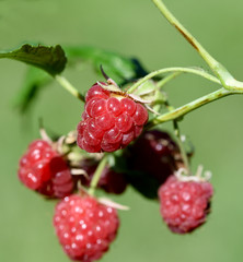 Himbeeren, Rubus, idaeus