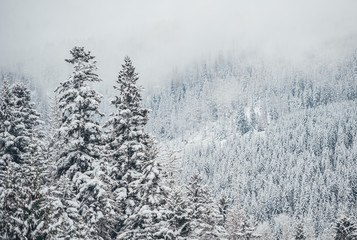 Obraz na płótnie Canvas Beautiful winter landscape with snow covered trees