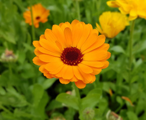 Ringelblume, Calendula, Officinalis