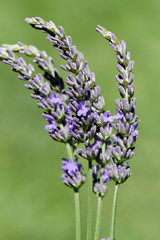 Grosser, Speiklavendel, Lavandula, latifolia