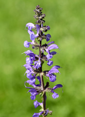 Wiesensalbei, Salbei, Salvia, pratensis