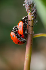 Lady bughs have fun on branch