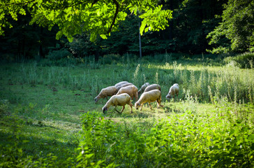 lambs eating gras Serbia