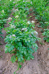 Potato sprouts on beds, young potatoes, ripening potatoes