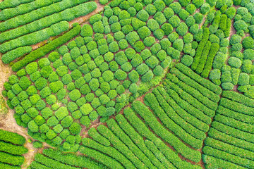 longjing tea garden in west lake