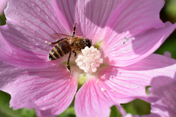 bee on flower