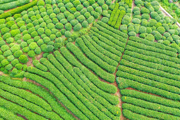 longjing tea garden in west lake