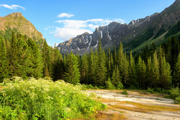 Travertine glade near dark coniferous taiga in Siberian mountains