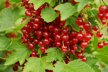Red ripe juicy currant on the green branch at sunny day close up. Red currant bunch on sunlight. Redcurrant berries ribes rubrum. Flora of asia, europe and north america