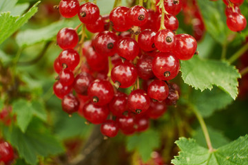 Red ripe juicy currant on the green branch at sunny day close up. Red currant bunch on sunlight. Redcurrant berries ribes rubrum. Flora of asia, europe and north america