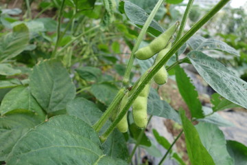畑の枝豆