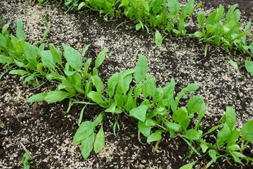 ほうれん草の発芽