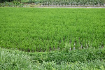夏の水田