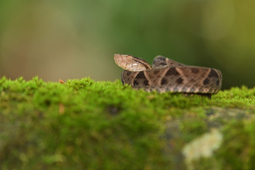 Obraz premium Fer-de-lance on tree moss
