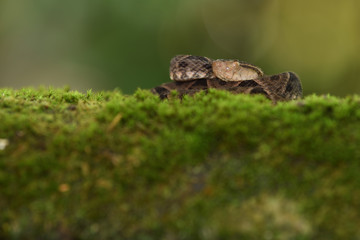 Fer-de-lance on tree moss