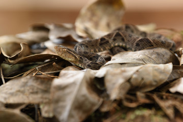 Fer-de-lance  in dry leaves