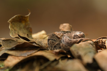 Fer-de-lance  in dry leaves