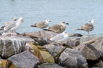 Juvene Silbermöwe an der Ostsee