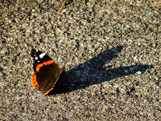 Vanessa atalanta, the red admiral butterfly standing alone on the ground watching his own shadow that looks like a heart