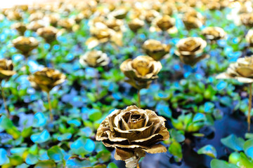 golden color rose on the green leaf in pool background