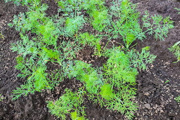 Rows of young dill grows on the ground in the open air. Growing organic dill spices in an open field. Spices in culinary and cooking.