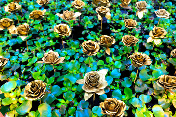 golden color rose on the green leaf in pool background