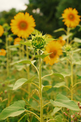 sunflower growing