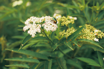 a green beetle on a white flower