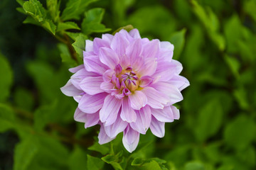 Obraz premium Dahlia Flower (Georgina) garden