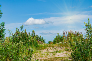 Yellow meadow, wildflowers, yarrow, cypress, grass in a meadow with green trees and white clouds in the blue sky beautiful summer landscape