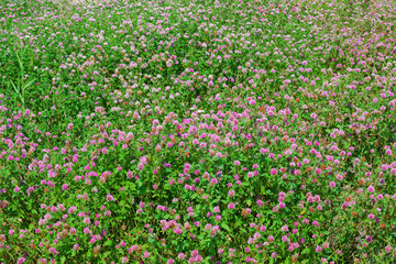 Pink clover flowers in the meadow, beautiful natural summer background