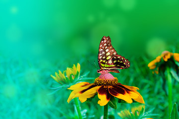 Butterfly on dark orange flower on delicate blurred green background, beautiful artistic landscape