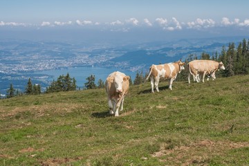 Fototapeta premium Beautiful swiss alps mountains. Alpine meadows. Farm. Cows.
