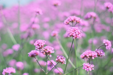 Pink flowers garden field with copy space for you design, background concept.
