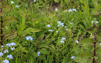 Myosotis scorpioides, the true forget-me-not, water forget-me-not flower