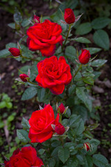 Summer flowers. Rose close-up.