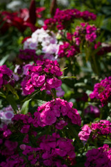 Fototapeta premium Summer flowers. Small bright pink flowers close up.