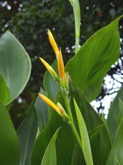 カンナの蕾と若葉