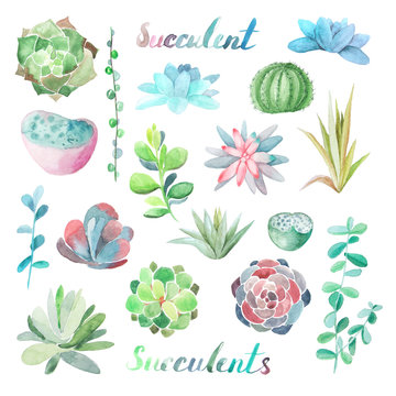 Set of watercolor succulent flowers