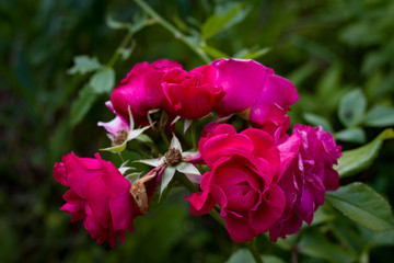 Fototapeta premium Summer flowers. Rose close-up.