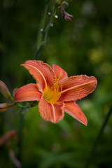Summer flowers. Daylily close up