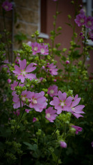 Fototapeta na wymiar Summer flowers. Small bright lilac flowers close up.