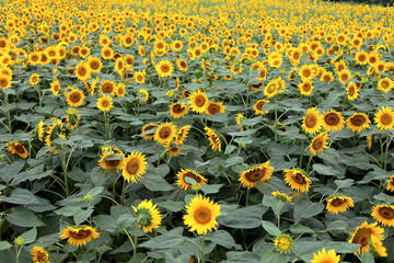 Obraz premium It has become the best time to see sunflowers.